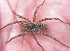 Hogna baltimoriana Hogna baltimoriana